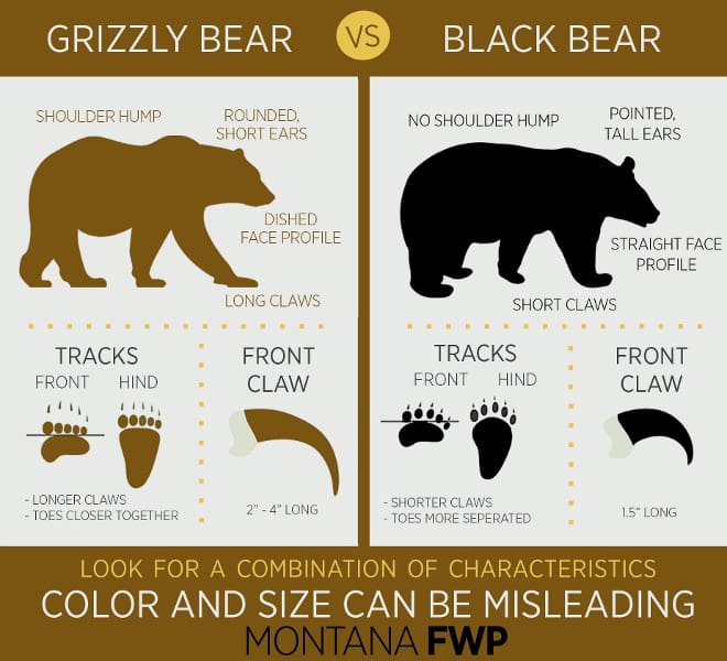 In illustrated graphic showing the difference between black and grizzly bears
